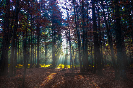 秋林中的光束日落地面阴影射线天气晴天公园叶子小路太阳图片