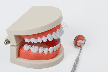 白牙模型 与剪切路径隔离牙齿医生外科刮刀小路镜子仪器样本探测工具图片