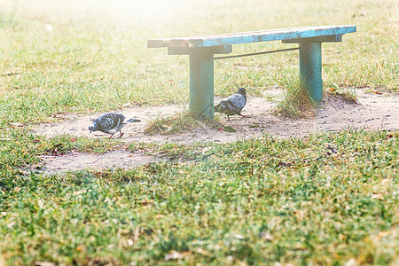在南边绿草的公园长椅下 捕捉到两只鸽子图片