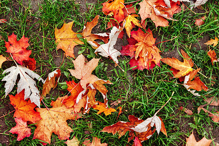 红黄色橙色秋天枫叶背景在绿色 gr森林季节环境植物学地面落叶褪色植物树叶叶子背景图片