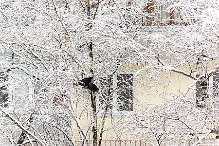 两只乌鸦坐在一棵雪树上 其背景是城市天气羽毛野生动物天空冰雪荒野季节树木灰雀背景图片