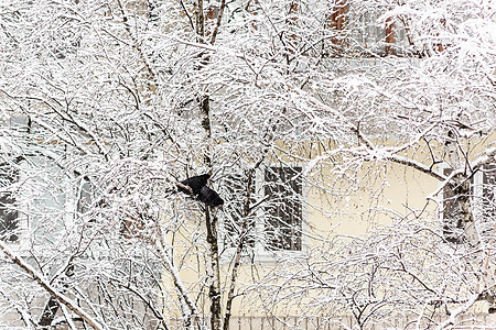 两只乌鸦坐在一棵雪树上 其背景是城市天气羽毛野生动物天空冰雪荒野季节树木灰雀图片
