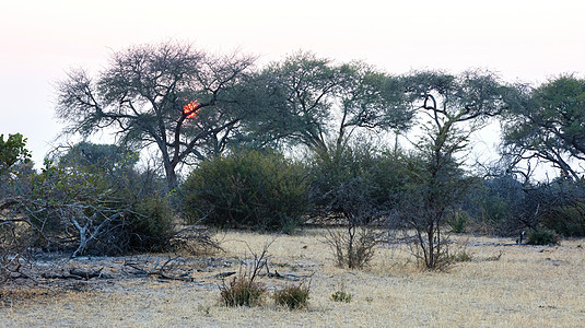 博茨瓦纳的日落大草原衬套天空背景图片