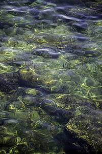 海洋鱼类动物浅滩学校水线珊瑚岩石蓝色钓鱼潜艇生活图片