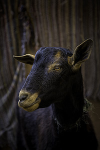 牧羊在动物农场上剪切草地羊毛家畜牧场毛皮场地绵羊农村农业图片