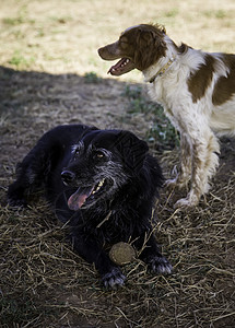 有球要玩的狗狗边界哺乳动物牧羊犬玩具动物犬类网球公园猎犬乐趣图片