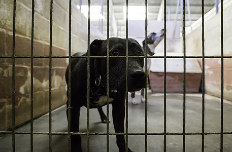 被遗弃和关在笼子里的狗小狗栅栏庇护所犬类流浪动物救援眼睛哺乳动物酒吧图片