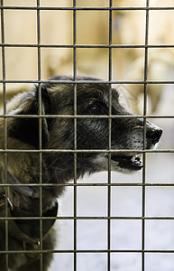 被遗弃和关在笼子里的狗毛皮小狗救援犬类悲伤狗窝哺乳动物动物庇护所社会图片