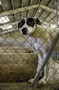 被遗弃和关在笼子里的狗金属庇护所眼睛狗窝悲伤救援犬类流浪动物酒吧图片