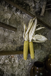 干玉米鳕粮食棒子植物农业玉米食物营养叶子团体烘干图片