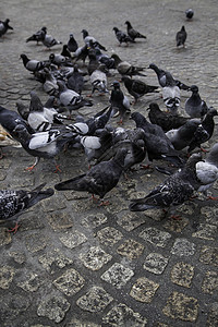 广场上的鸽子动物城市团体街道地面羽毛食物导游鸟类翅膀图片