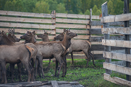 Altay农场的马拉鹿角国家休息哺乳动物动物男性森林打猎家畜荒野图片