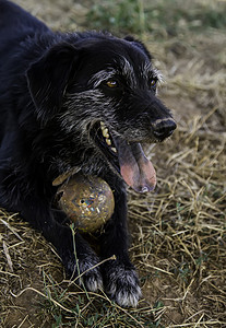 有球要玩的狗狗草地小狗行动哺乳动物晴天游戏活动跑步牧羊犬宠物图片