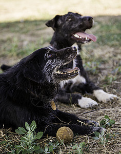 有球要玩的狗狗牧羊犬犬类公园活动草地边界玩具跑步乐趣行动图片
