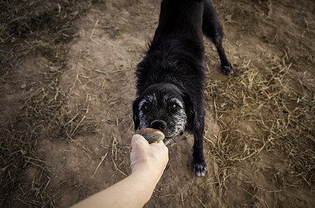 有球要玩的狗狗网球宠物公园犬类行动小狗玩具草地牧羊犬乐趣图片