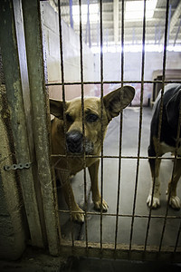 被遗弃和关在笼子里的狗犬类酒吧眼睛栅栏悲伤孤独小狗社会金属狗窝图片