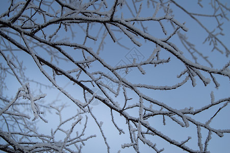 树枝上厚厚的雪十二月模糊高清图片