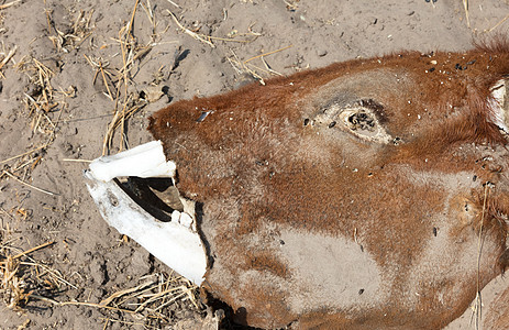 死牛中度特写原因喇叭农场哺乳动物水牛饥饿干旱死亡荒野脱水图片