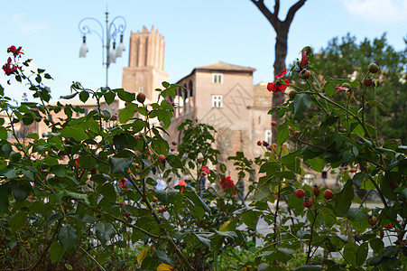 2018 年 10 月 7 日 穿过盛开的野玫瑰丛 可以看到罗马的主要旅游街道建筑论坛游客首都衬套建筑学正方形大道国际文化图片