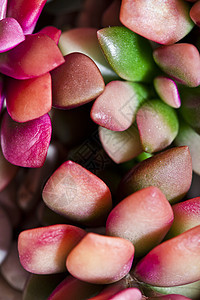小粉红色多汁植物或仙人掌图片