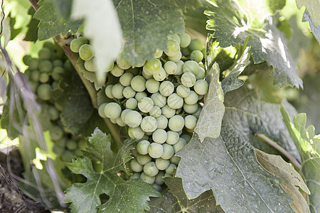 葡萄团酒厂农业蓝色收成植物紫色季节日落栽培太阳图片