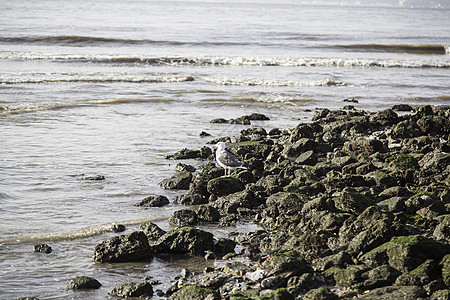 海滩上的海鸥海洋旅行蓝色羽毛动物支撑野生动物生活航班海岸图片