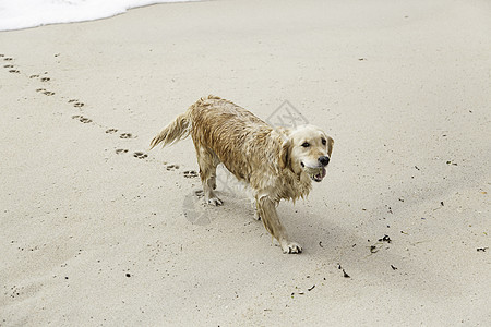 在沙滩上玩狗狗哺乳动物海浪海洋乐趣日落伴侣支撑跑步犬类动物图片