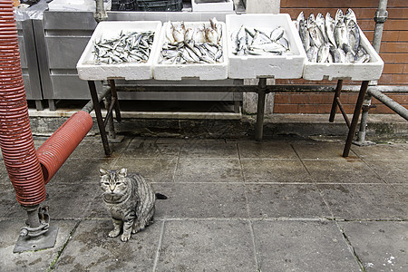储存猫鱼图片
