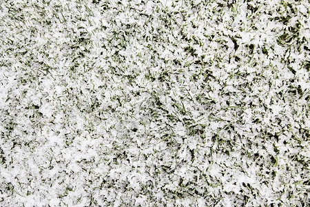 草地上的雪生长季节融化地面宏观活力花园石头植物火花图片