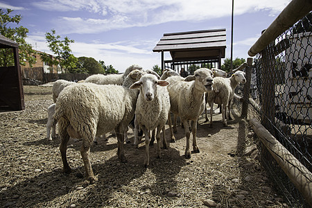 在农场上撒羊哺乳动物暴民旅行世界动物农村牧羊人配种农业绵羊图片