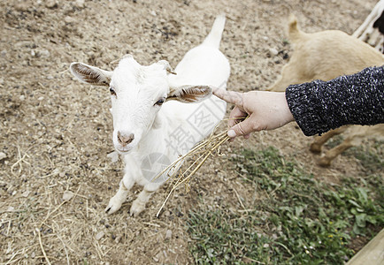 在农场上养山羊动物土地生态牛奶季节蓝色天空女性孩子耳朵图片