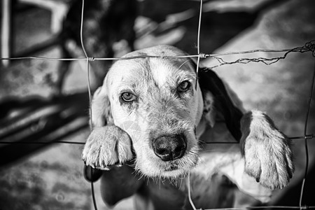 被遗弃在监狱里的狗避难所朋友小狗狗窝宠物栅栏悲伤房子动物眼睛图片