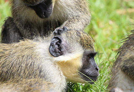 绿色动脉猴子大毛猴 猩猩不放风野生动物动物毛皮长尾黑色荒野哺乳动物图片