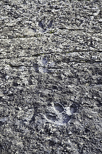 恐龙化石足迹图片