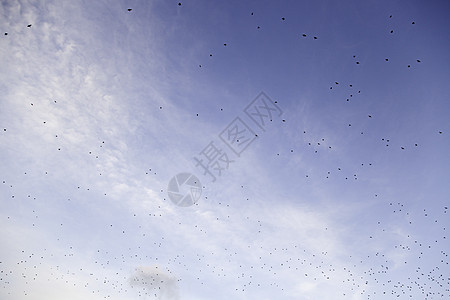鸟儿在空中飞翔翅膀墙纸团体野生动物荒野日落蓝色空气太阳自由图片