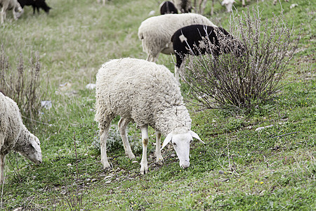 天然的羊圈人群牧场栅栏羊肉库存动物羊毛草地农业哺乳动物图片