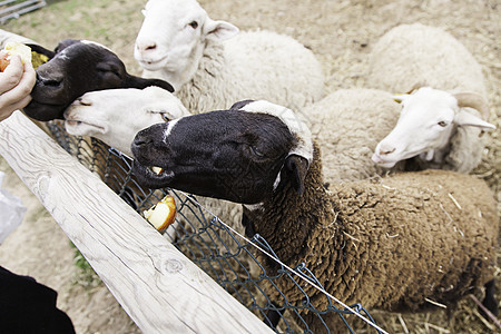 在农场上撒羊羊毛家畜婴儿羔羊天空草地团体场地食物羊肉图片