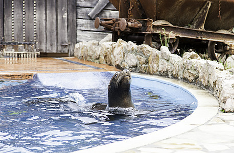 海狮秀水族馆地标太阳哺乳动物推介会生活蓝色荒野动物园毛皮图片