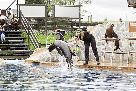 海狮秀花园哺乳动物狮子水族馆地标海洋水池训练海豹乐趣图片