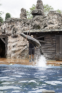 海狮秀游泳推介会旅行海洋毛皮吸引力训练海豹海狮生活图片