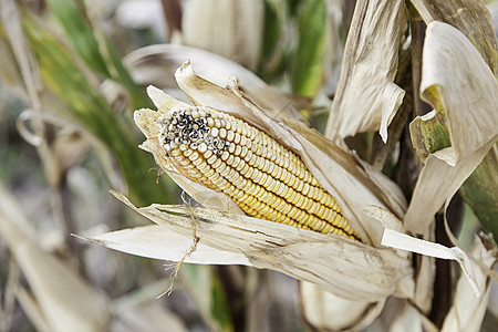 农场上玉米的耳朵叶子生物植物环境丝绸收成花园谷物蔬菜场地图片