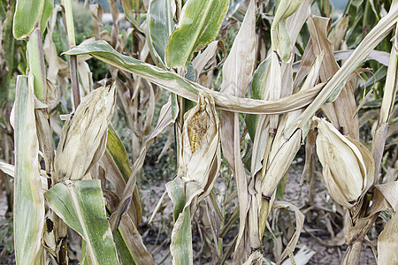 农场上玉米的耳朵场地丝绸生长蔬菜植物食物收成农业季节种子图片