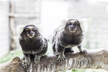 白耳蒂蒂濒危动物园野生动物荒野头发侏儒动物矮人热带猴子图片