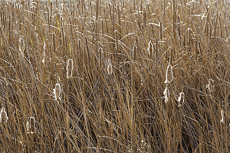 实地的Reeds图片