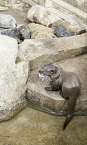 食食鱼的 Ottter野生动物生活鼻子毛皮捕食者边缘哺乳动物岩石渔夫水獭图片