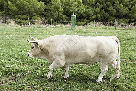 牛在农场上奶制品太阳家畜哺乳动物农业牛肉牛奶国家动物农田图片