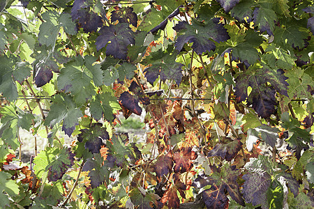 实地的藤树水果藤蔓葡萄酒厂农村紫色场地植物日落太阳图片