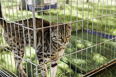 伊比莉安林克斯关在牢笼里野猫哺乳动物金属笼子野生动物栅栏监狱动物眼睛毛皮图片