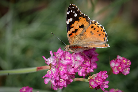 美容夫人的近身粉红色绿色历史野生动物翅膀女士动物群蝴蝶荒野花朵图片
