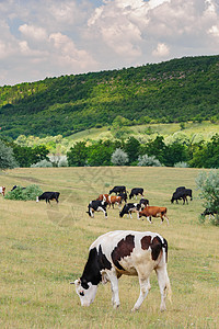 牛群在草地放牧团体桤木鸟瞰图农场场地牧场动物绿色乡村家畜图片